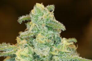 Green Crack