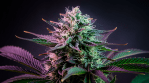 Growing Green Crack in Cold Climates: Tips for Success