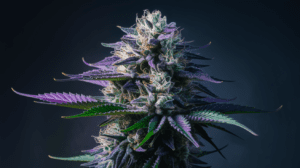 Green Crack Genetics: Parent Strains and Lineage History