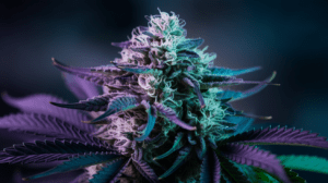 Green Crack for Beginners: What to Expect Your First Time