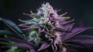 Medical Benefits of Green Crack: Research and Patient Experiences