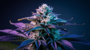 Pairing Green Crack with Food and Beverages