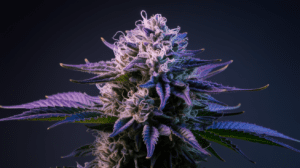 Green Crack Terpene Profile: Understanding the Aromatics