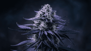 Green Crack for Sleep: Does It Really Help Insomnia?