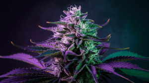 Growing Green Crack in Cold Climates: Tips for Success