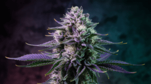 Green Crack Genetics: Parent Strains and Lineage History