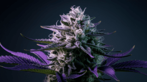 Green Crack for Beginners: What to Expect Your First Time