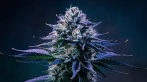 Best Time to Harvest Green Crack: Signs of Peak Potency