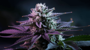 Pairing Green Crack with Food and Beverages