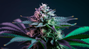 Cooking with Green Crack: Edible Recipes and Dosing Guide