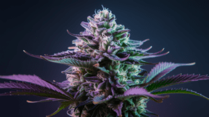 Green Crack Side Effects: What You Should Know