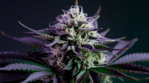 Green Crack Growing Tips: Indoor vs Outdoor Cultivation Guide