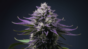 Cooking with Green Crack: Edible Recipes and Dosing Guide